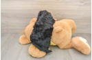 Cavapoo Puppy for Adoption