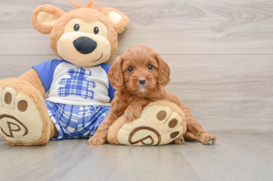 Playful Cavapoodle Poodle Mix Puppy