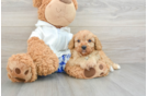 Cavapoo Pup Being Cute