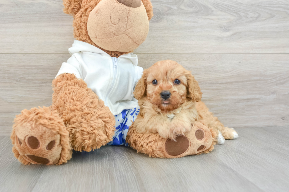 6 week old Cavapoo Puppy For Sale - Lone Star Pups