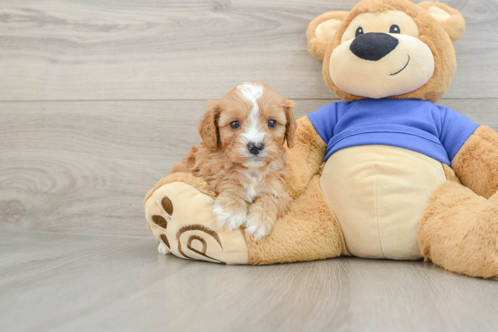 Best Cavapoo Baby