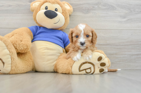 Popular Cavapoo Poodle Mix Pup