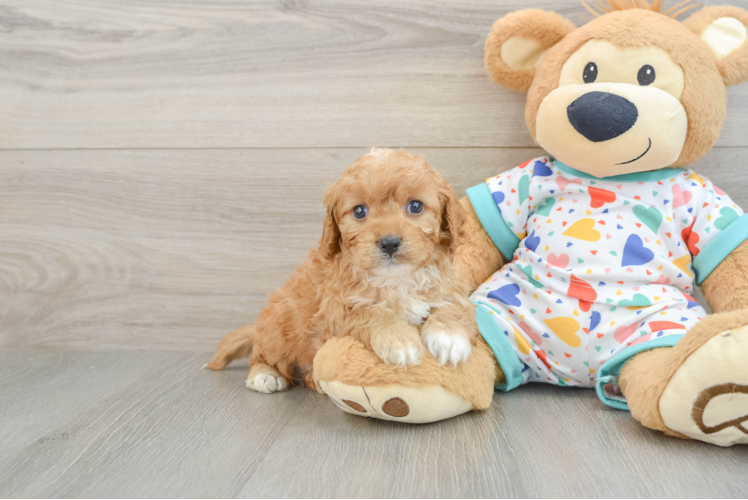 Cavapoo Puppy for Adoption