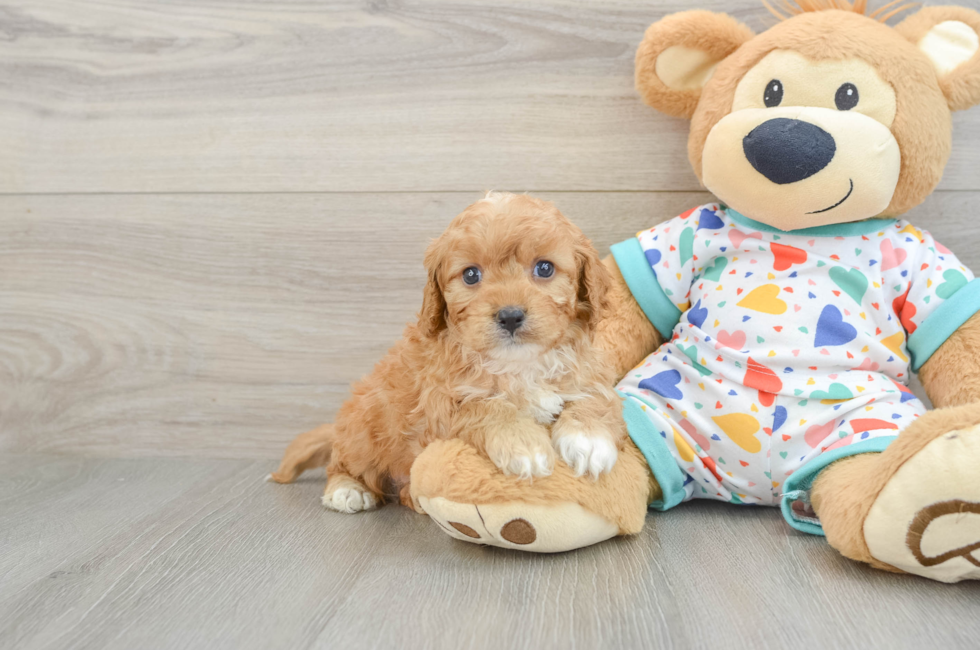 6 week old Cavapoo Puppy For Sale - Lone Star Pups