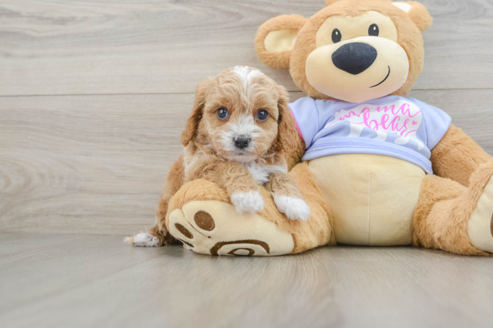 Small Cavapoo Baby