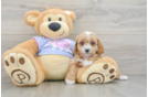 Best Cavapoo Baby