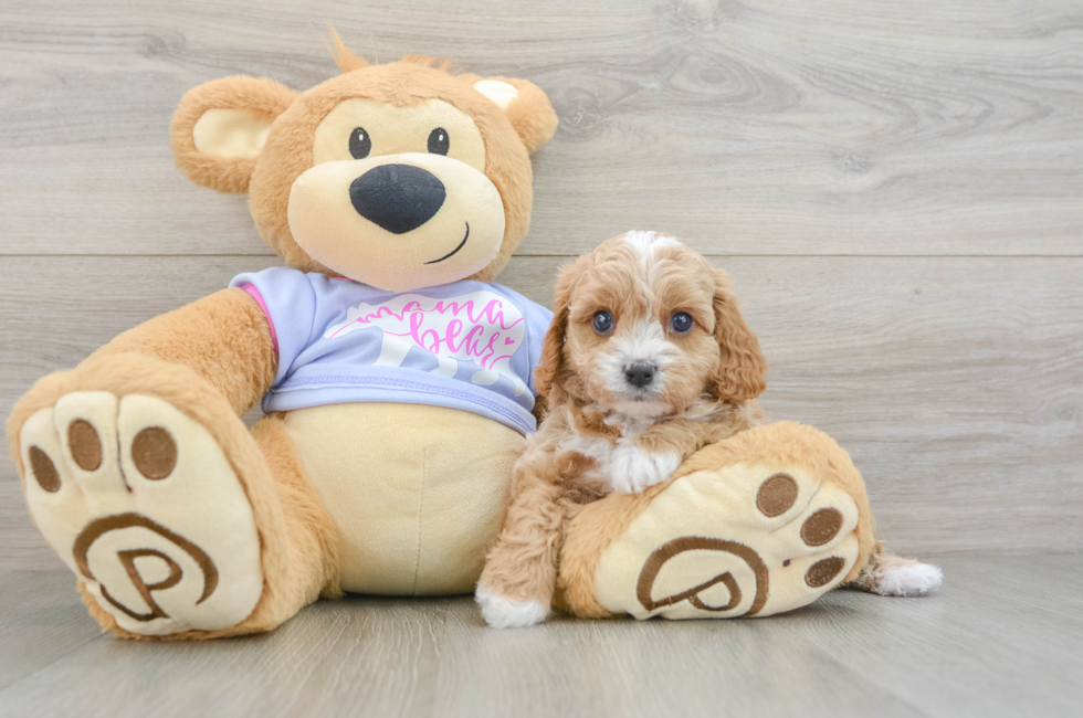 5 week old Cavapoo Puppy For Sale - Lone Star Pups