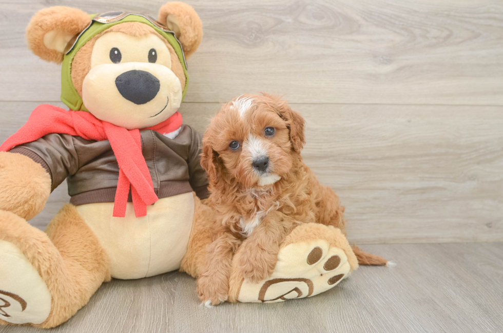 6 week old Cavapoo Puppy For Sale - Lone Star Pups