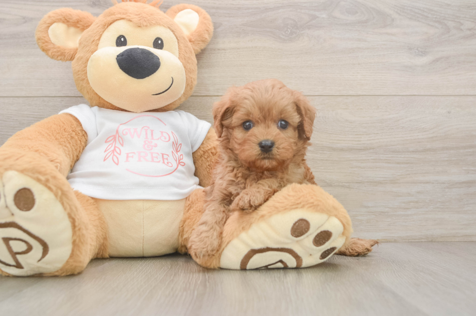 5 week old Cavapoo Puppy For Sale - Lone Star Pups