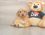 7 week old Cavapoo Puppy For Sale - Lone Star Pups