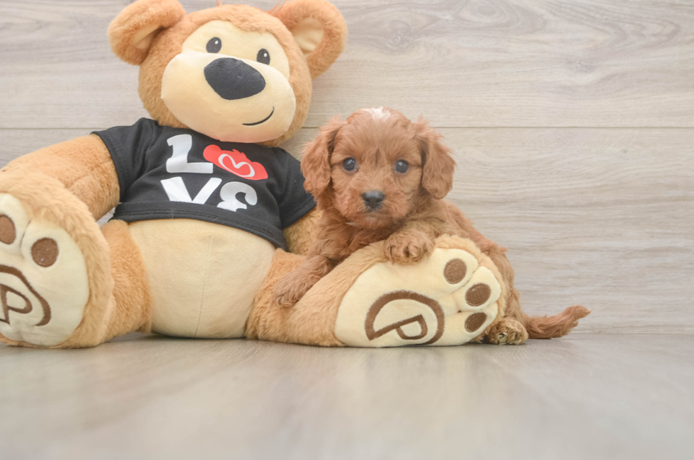 5 week old Cavapoo Puppy For Sale - Lone Star Pups