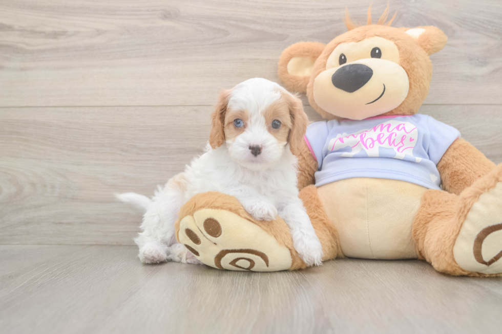 Best Cavapoo Baby