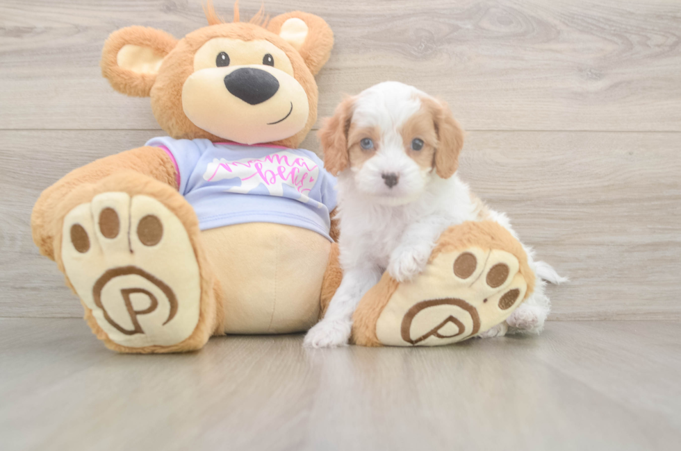 5 week old Cavapoo Puppy For Sale - Lone Star Pups