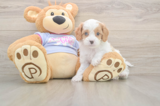 5 week old Cavapoo Puppy For Sale - Lone Star Pups Energetic Cavoodle Poodle Mix Puppy