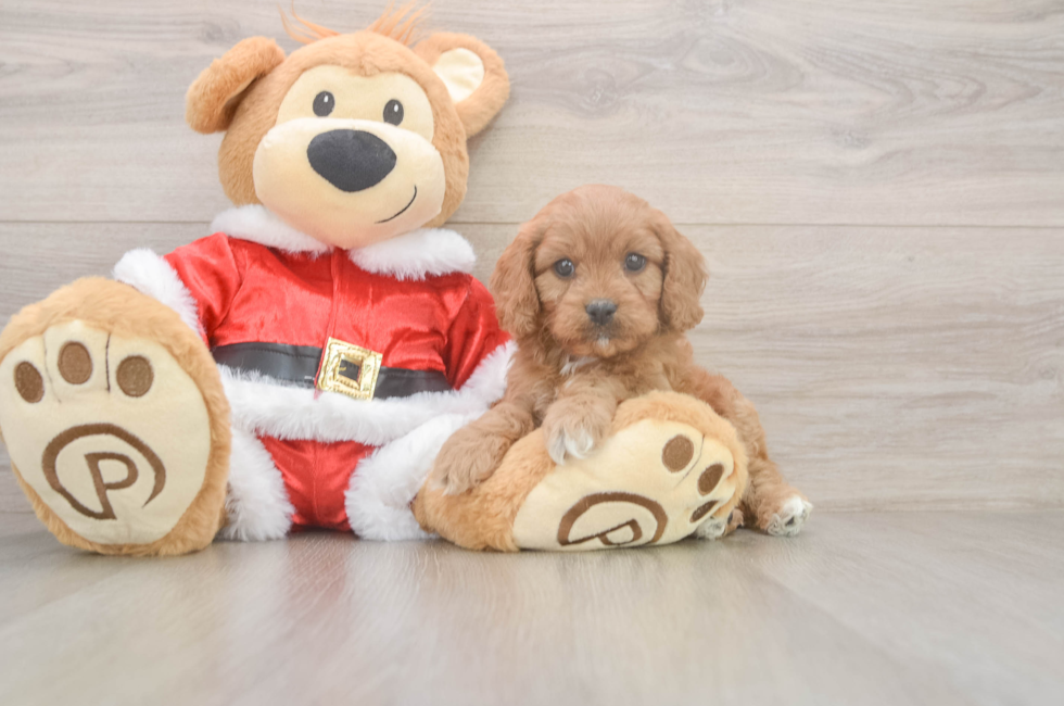 6 week old Cavapoo Puppy For Sale - Lone Star Pups