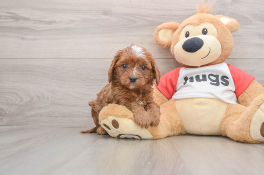 Cavapoo Pup Being Cute