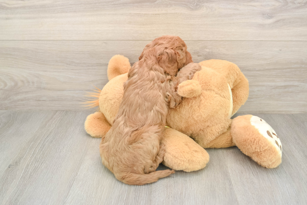 Petite Cavapoo Poodle Mix Pup