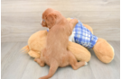 Happy Cavapoo Baby