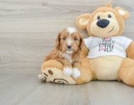 8 week old Cavapoo Puppy For Sale - Lone Star Pups