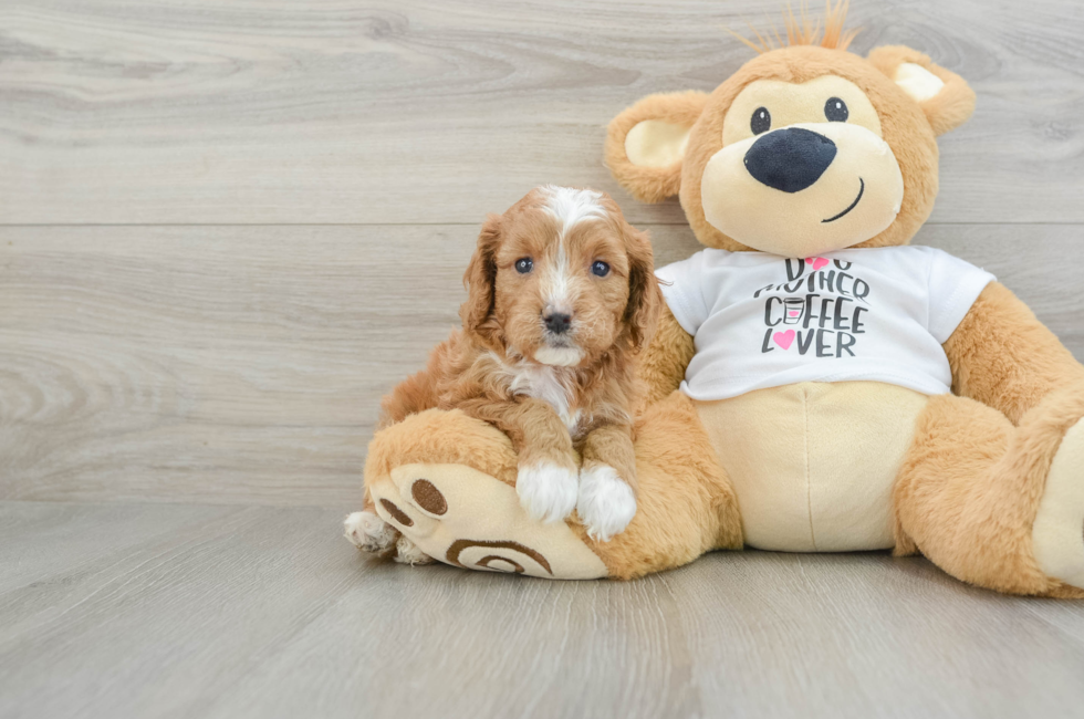 5 week old Cavapoo Puppy For Sale - Lone Star Pups