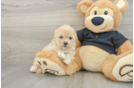 Adorable Cavalier King Charles Spaniel and Poodle Mix Poodle Mix Puppy