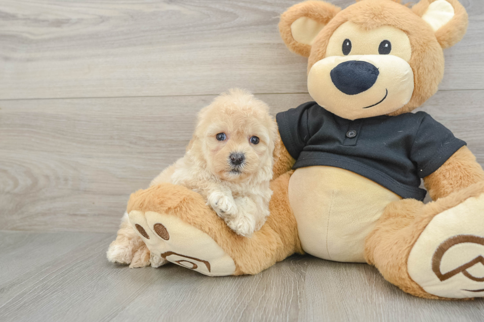Adorable Cavalier King Charles Spaniel and Poodle Mix Poodle Mix Puppy