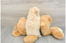 Best Cavapoo Baby