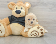 8 week old Cavapoo Puppy For Sale - Lone Star Pups