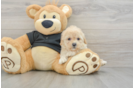 Playful Cavapoodle Poodle Mix Puppy