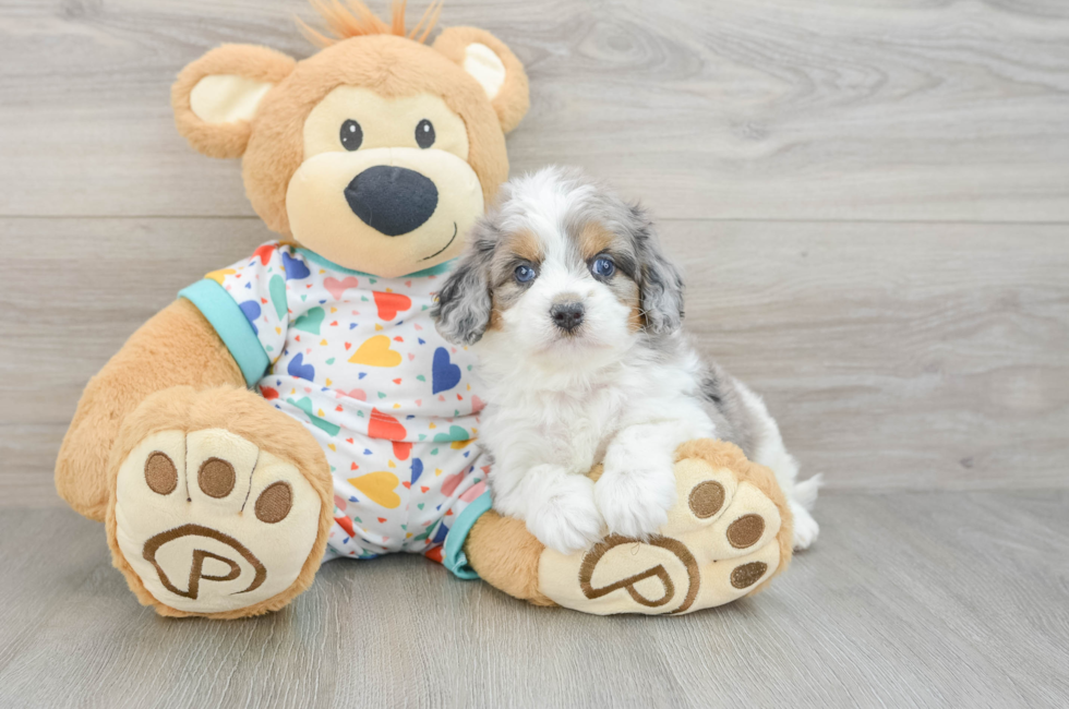 5 week old Cavapoo Puppy For Sale - Lone Star Pups