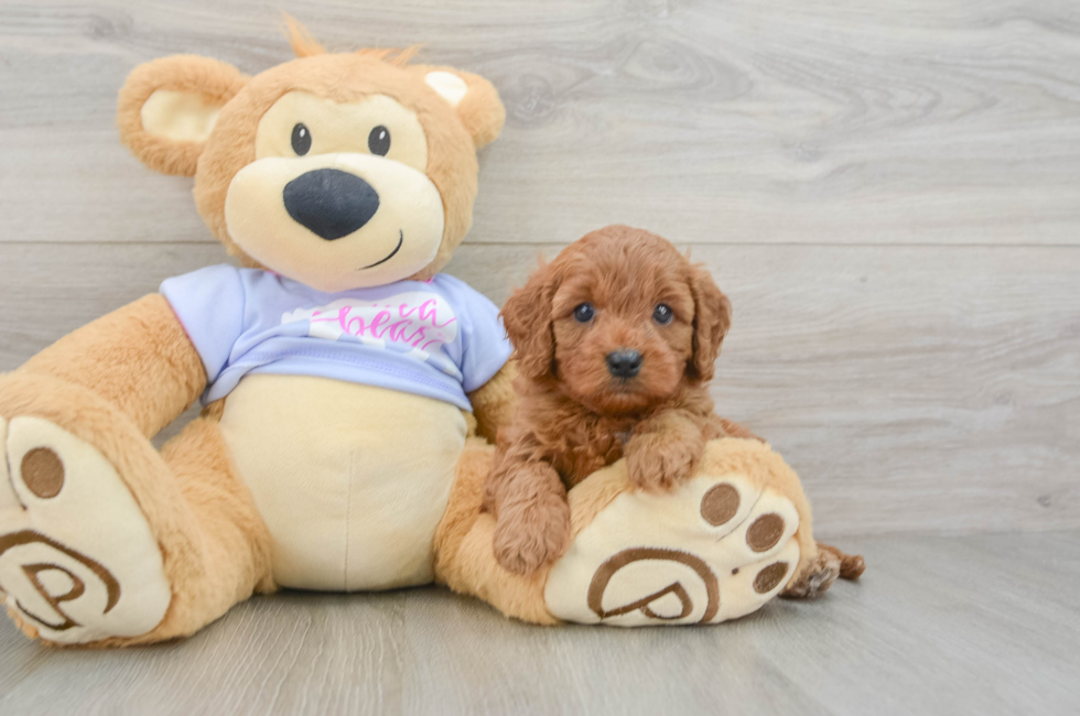 5 week old Cavapoo Puppy For Sale - Lone Star Pups