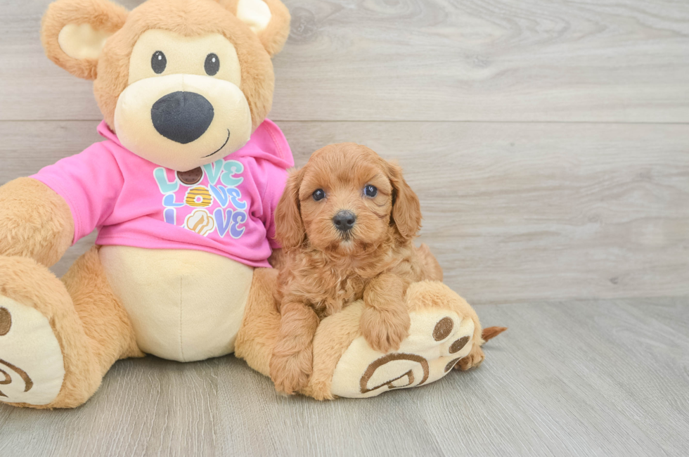 6 week old Cavapoo Puppy For Sale - Lone Star Pups