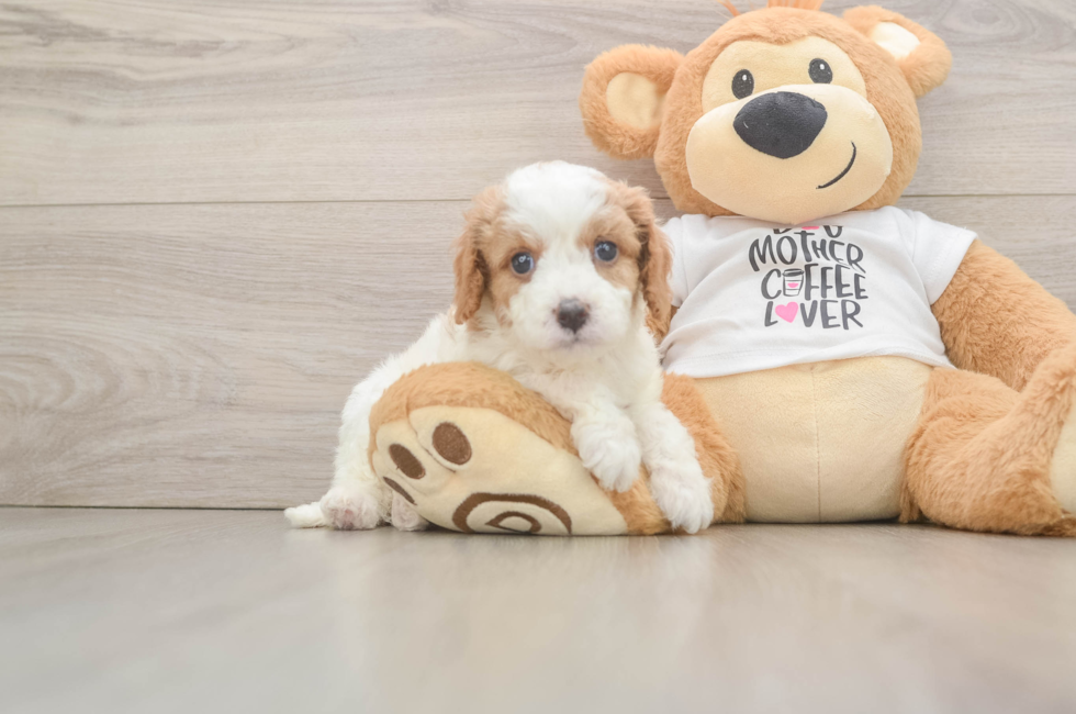 5 week old Cavapoo Puppy For Sale - Lone Star Pups