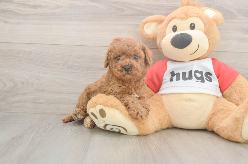 6 week old Cavapoo Puppy For Sale - Lone Star Pups