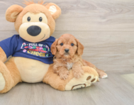 6 week old Cavapoo Puppy For Sale - Lone Star Pups