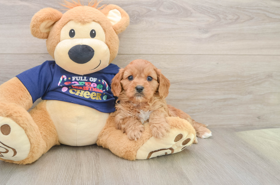 5 week old Cavapoo Puppy For Sale - Lone Star Pups