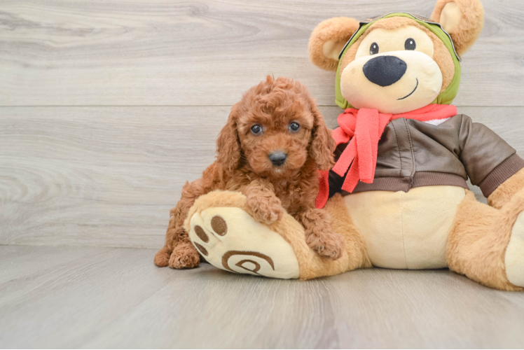 Cavapoo Puppy for Adoption