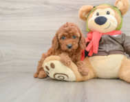 9 week old Cavapoo Puppy For Sale - Lone Star Pups