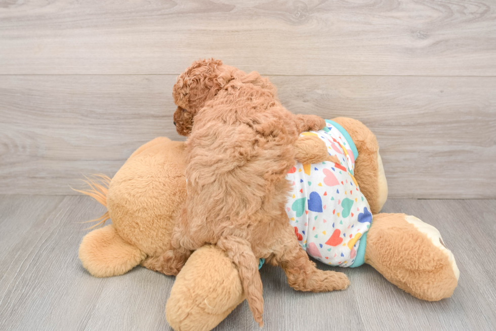 Popular Cavapoo Poodle Mix Pup