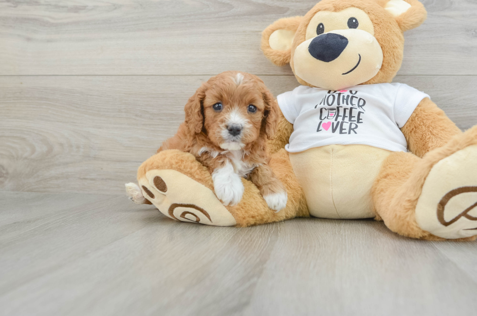 5 week old Cavapoo Puppy For Sale - Lone Star Pups