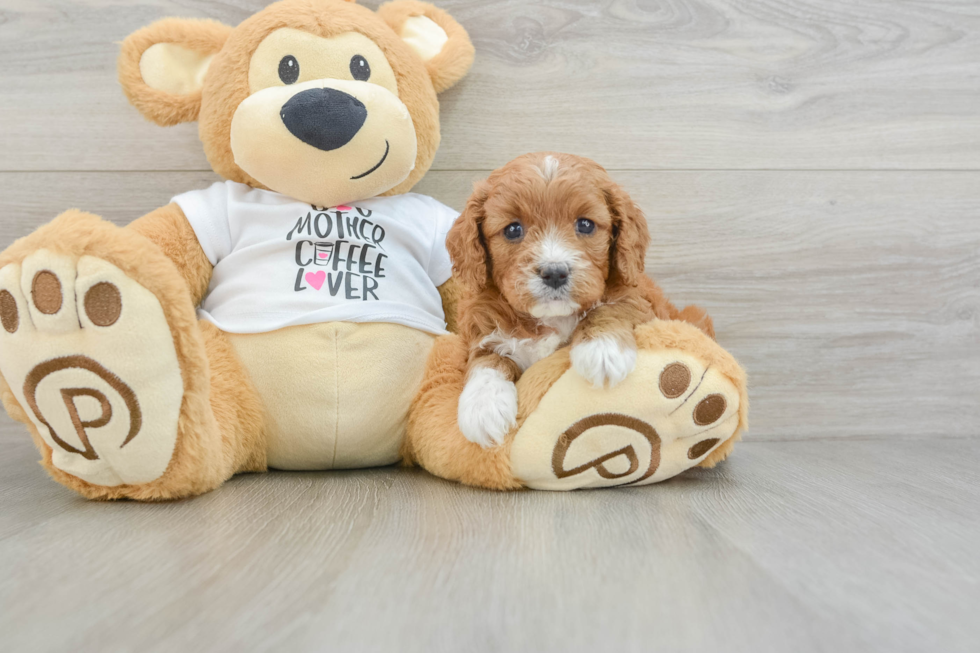 Friendly Cavapoo Baby