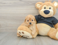 8 week old Cavapoo Puppy For Sale - Lone Star Pups
