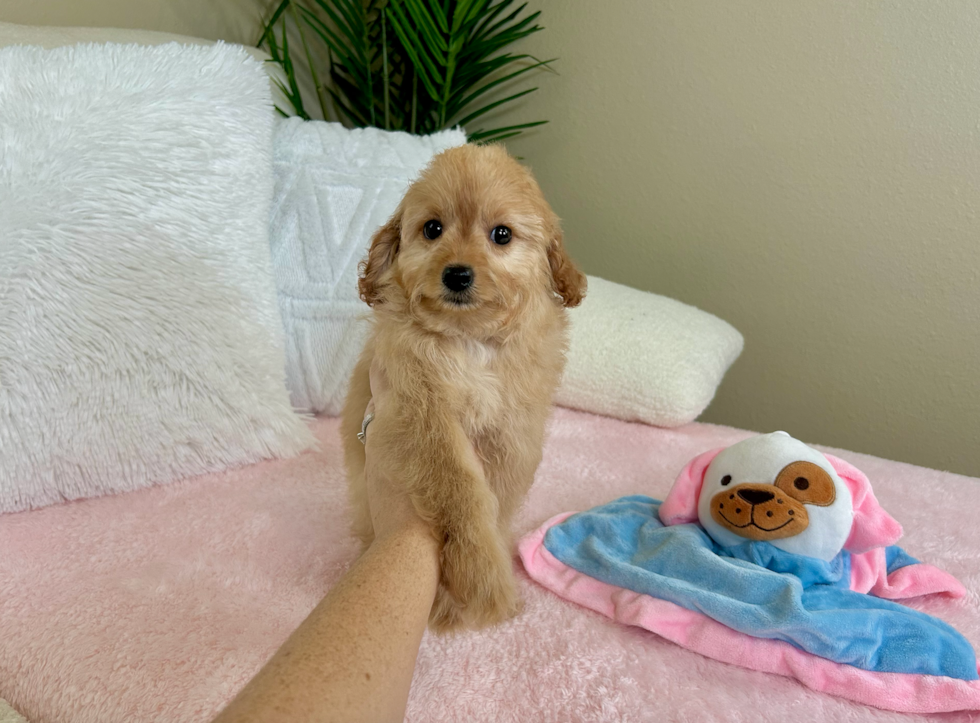 Cute Cavapoo Baby