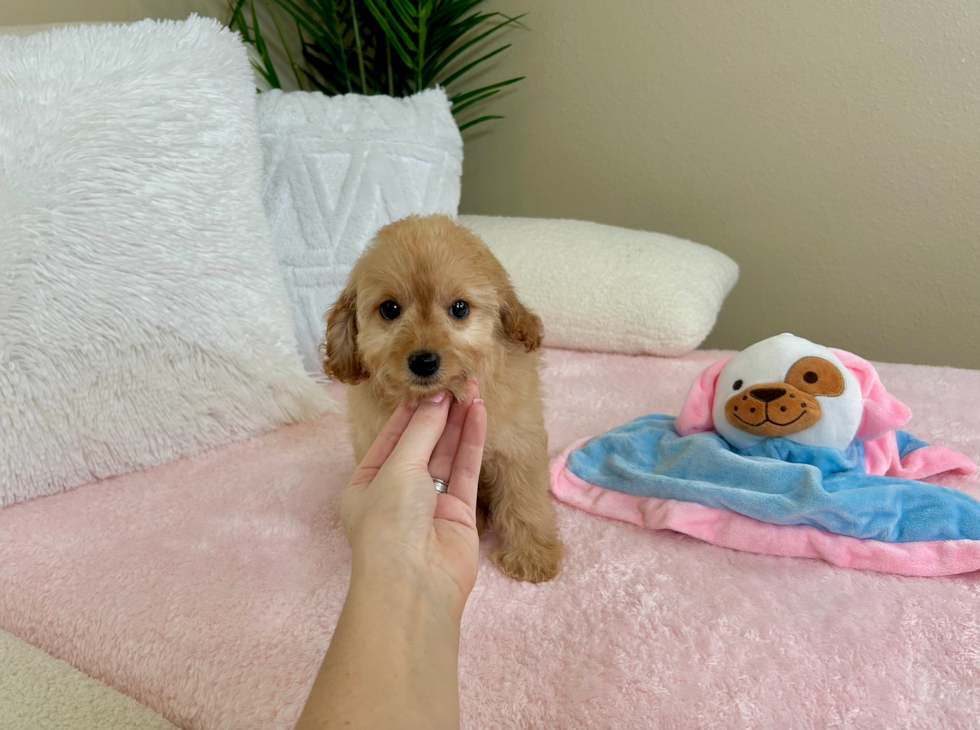 Cavapoo Pup Being Cute