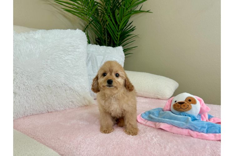 Cute Cavapoo Poodle Mix Pup