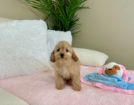 9 week old Cavapoo Puppy For Sale - Lone Star Pups