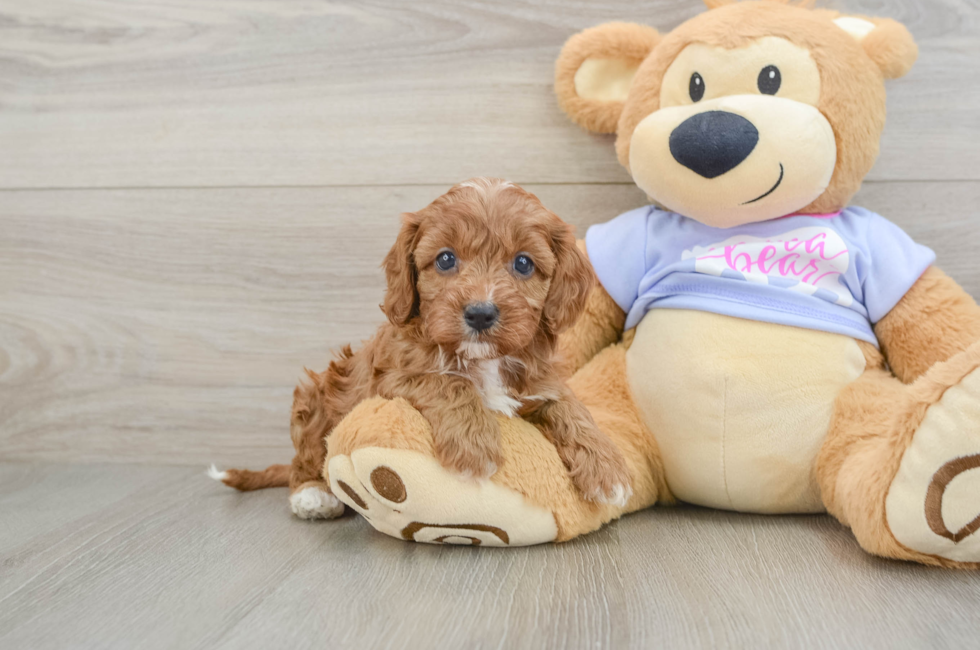 5 week old Cavapoo Puppy For Sale - Lone Star Pups