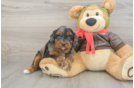 Petite Cavapoo Poodle Mix Pup