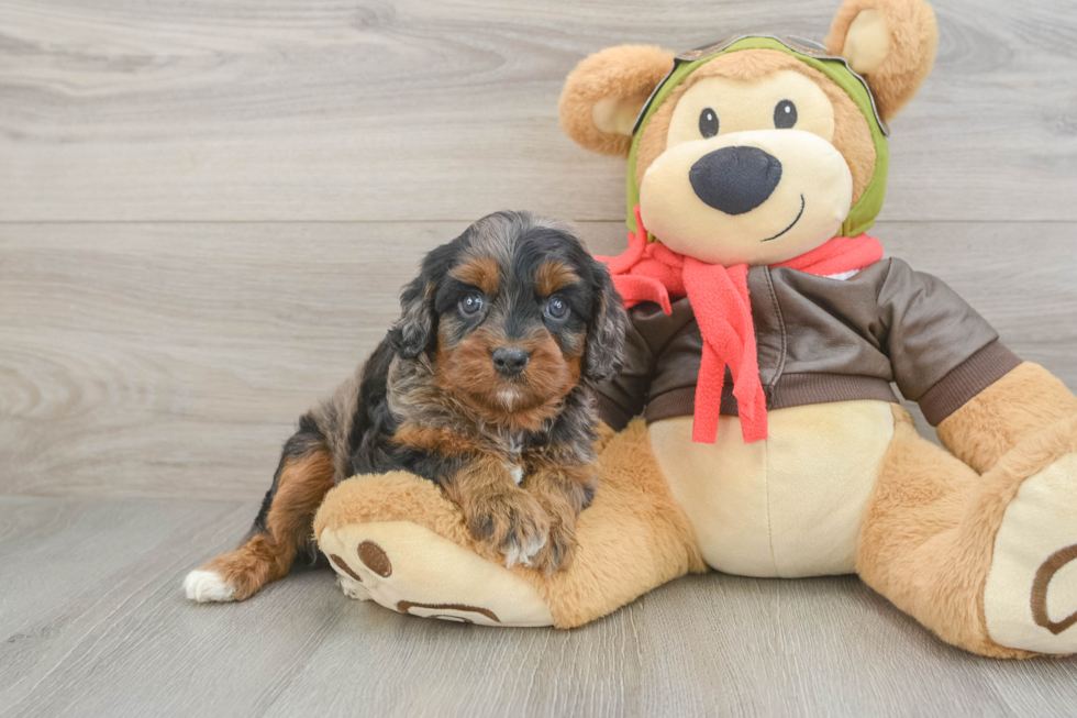 Petite Cavapoo Poodle Mix Pup
