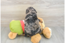 Fluffy Cavapoo Poodle Mix Pup